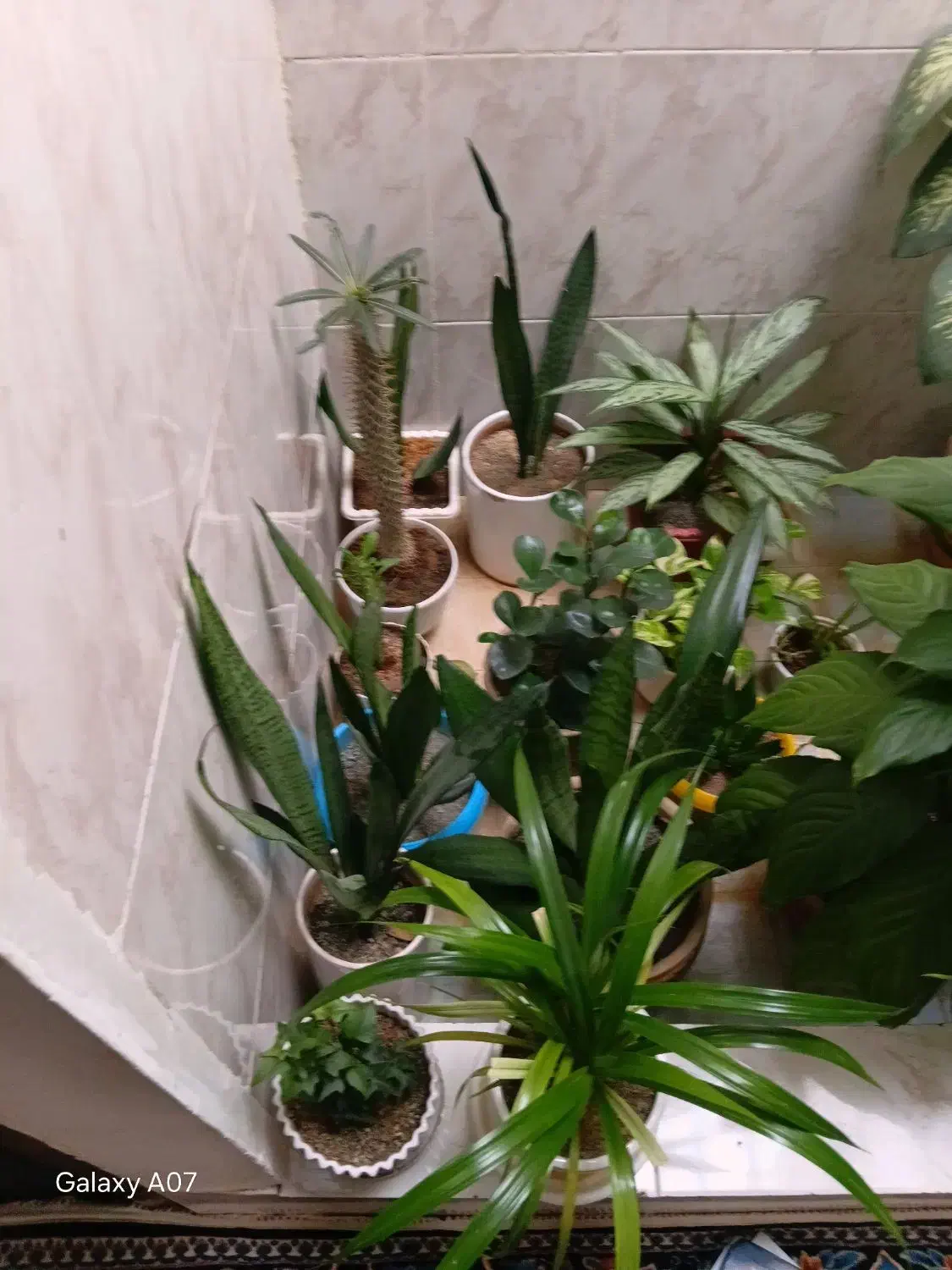 گل های زیبا|گل و گیاه طبیعی|کرمانشاه, |دیوار