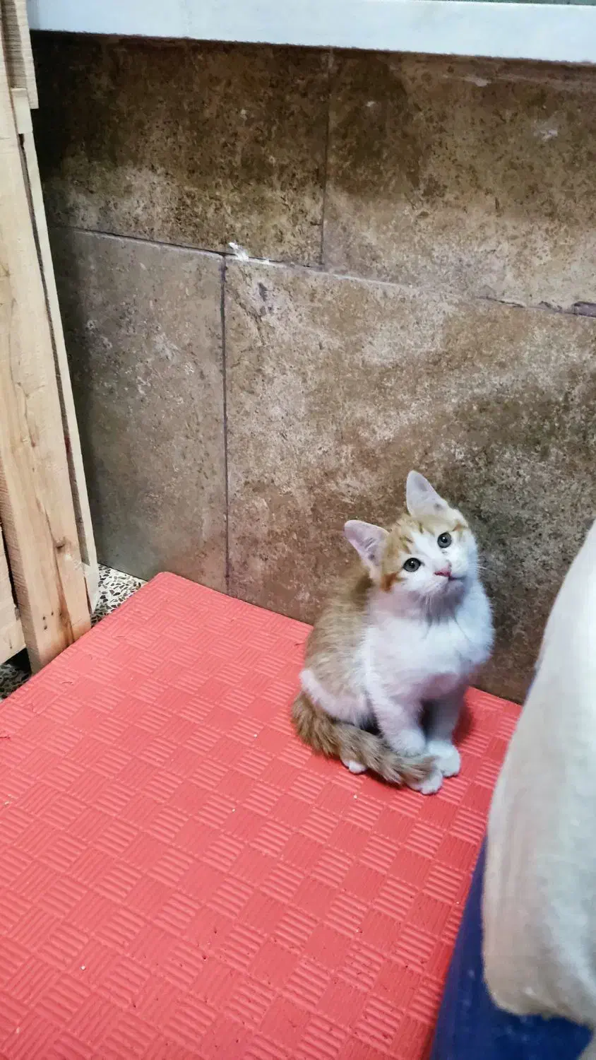 واگذاری بچه گربه|گربه|نجفآباد, بازار|دیوار