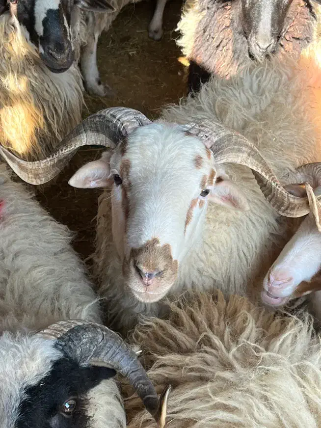 گوسفند زنده|حیوانات مزرعه|رشت, لاکان|دیوار