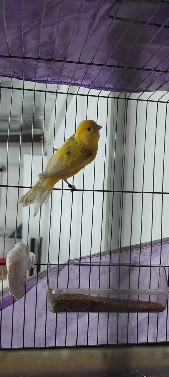 قناری|پرنده|فردیس, فردیس|دیوار