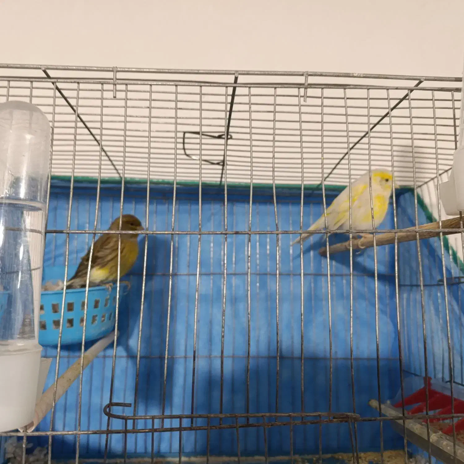 قناری جفت|پرنده|کبودرآهنگ, |دیوار