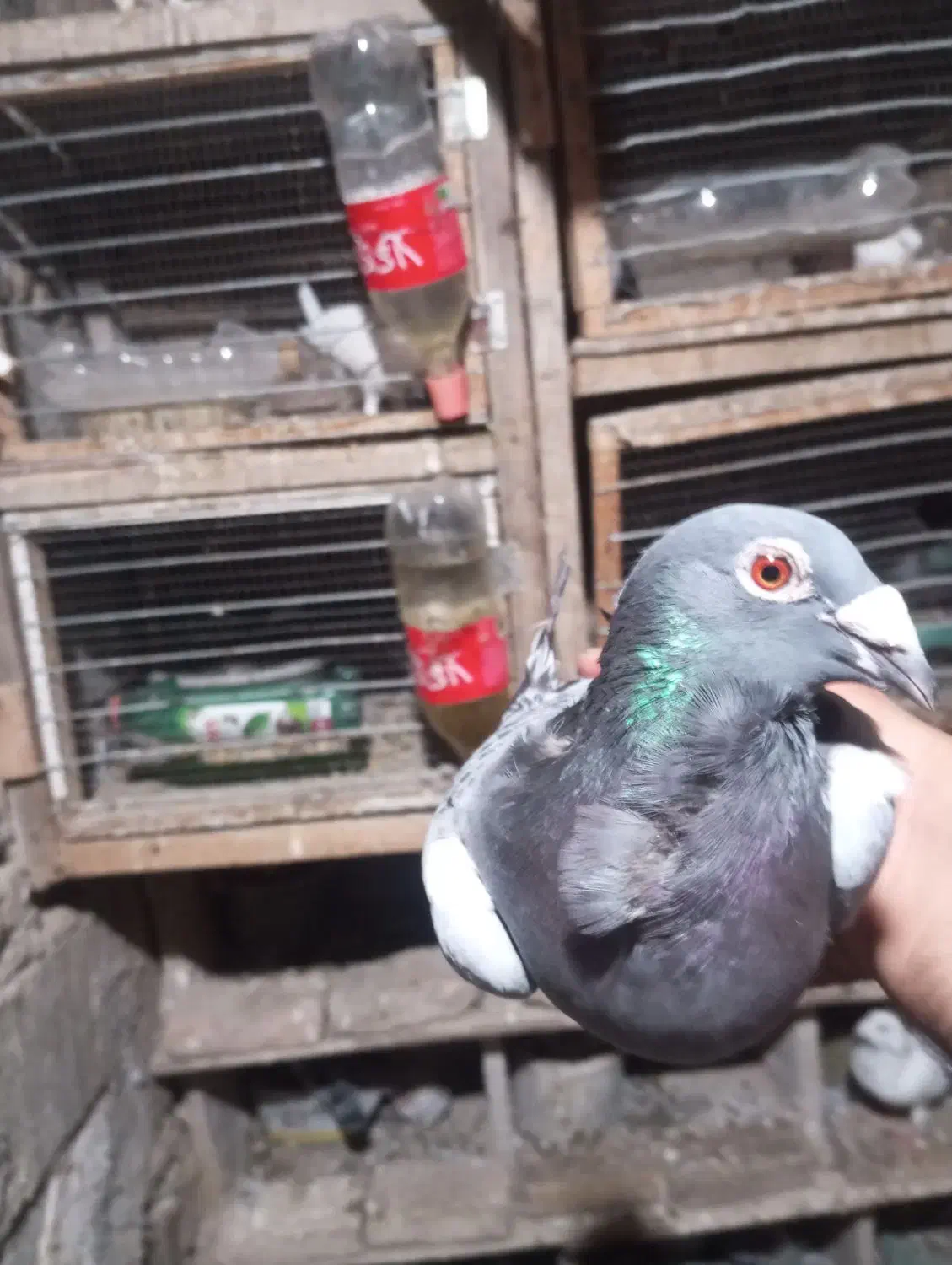 مگسی فری ماده تضمین|پرنده|نگین شهر, |دیوار