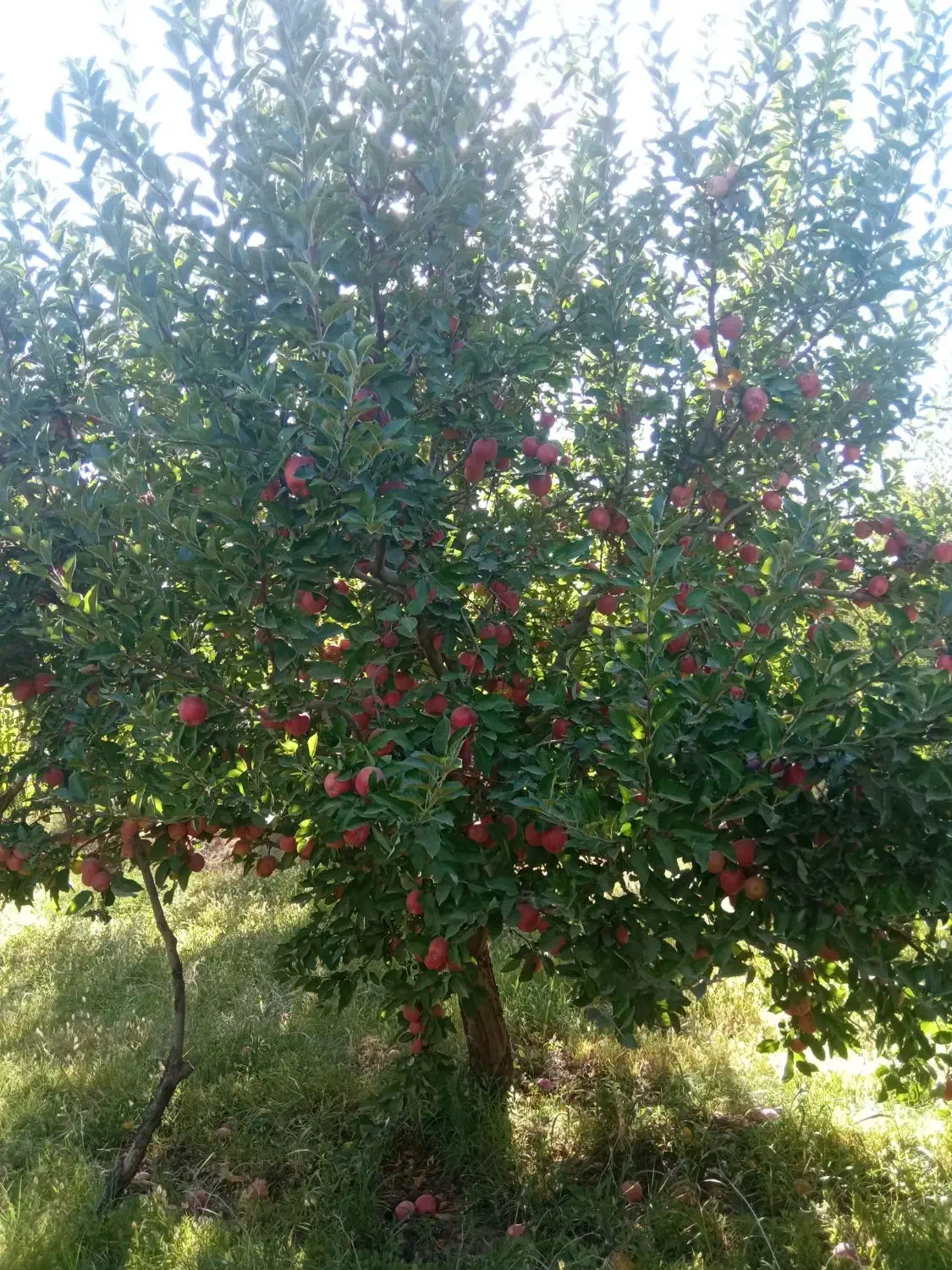 فروش دو هکتار و سههزار متر باغ22ساله|فروش دفتر صنعتی، کشاورزی، تجاری|مهاباد (آذربایجان غربی), |دیوار