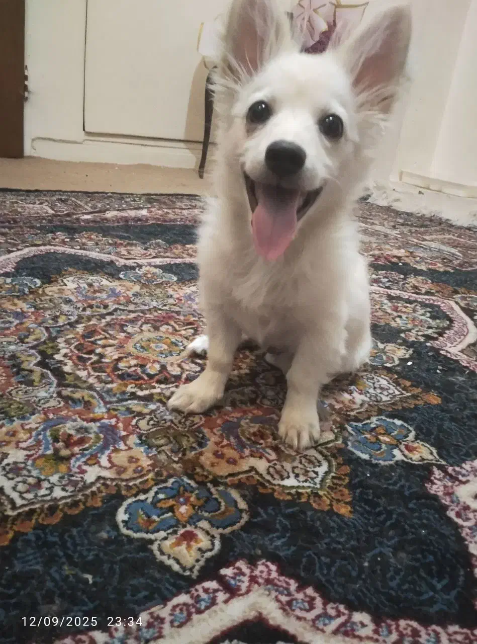 پامر روباهی|سگ|کرمان, |دیوار