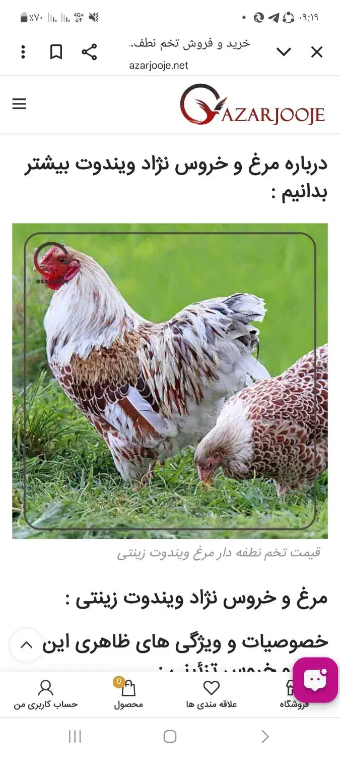 خروس گمشده|حیوانات مزرعه|کرمانشاه, |دیوار