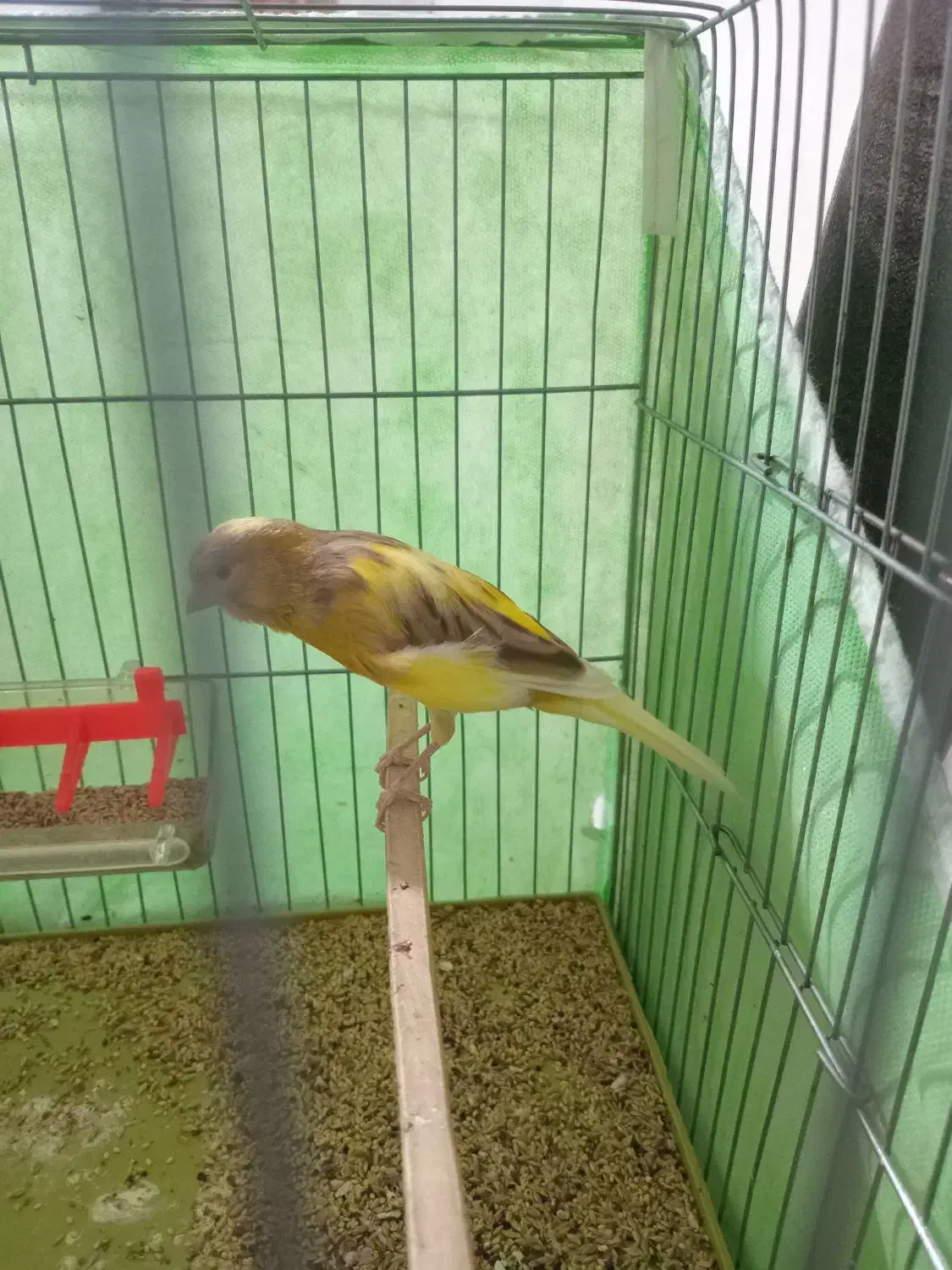 قناری سو قدیم|پرنده|همدان, |دیوار