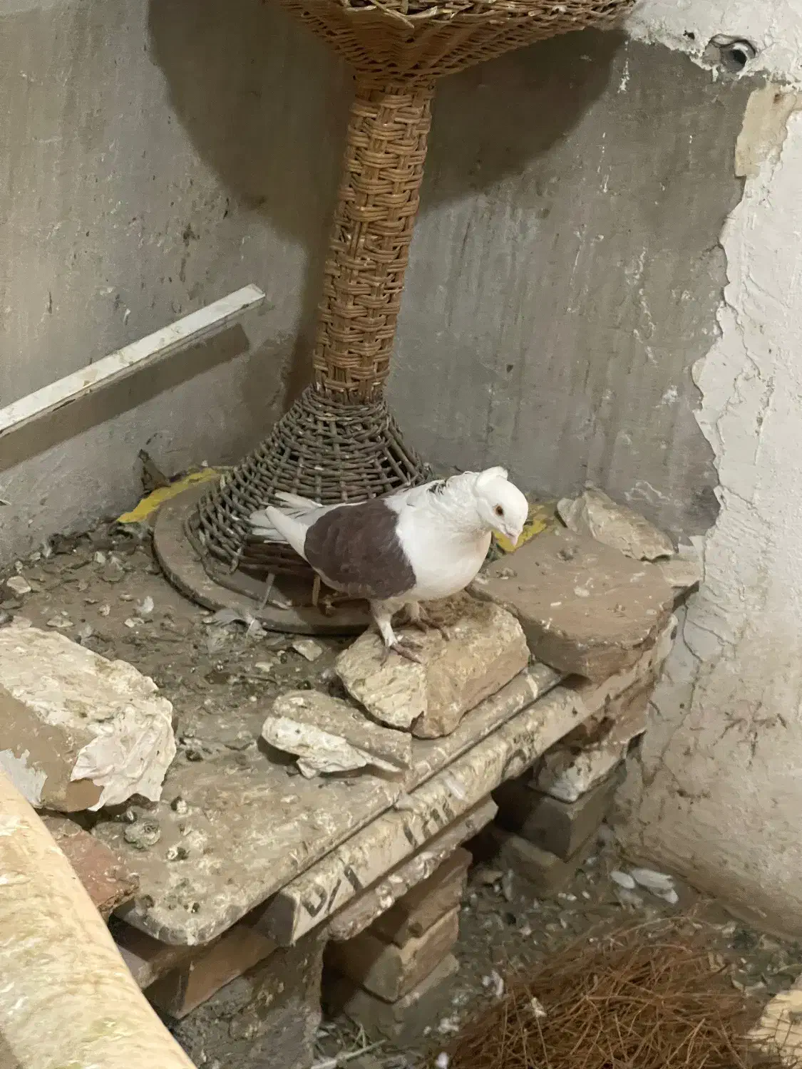 کفتر|حیوانات|شاهرود, |دیوار