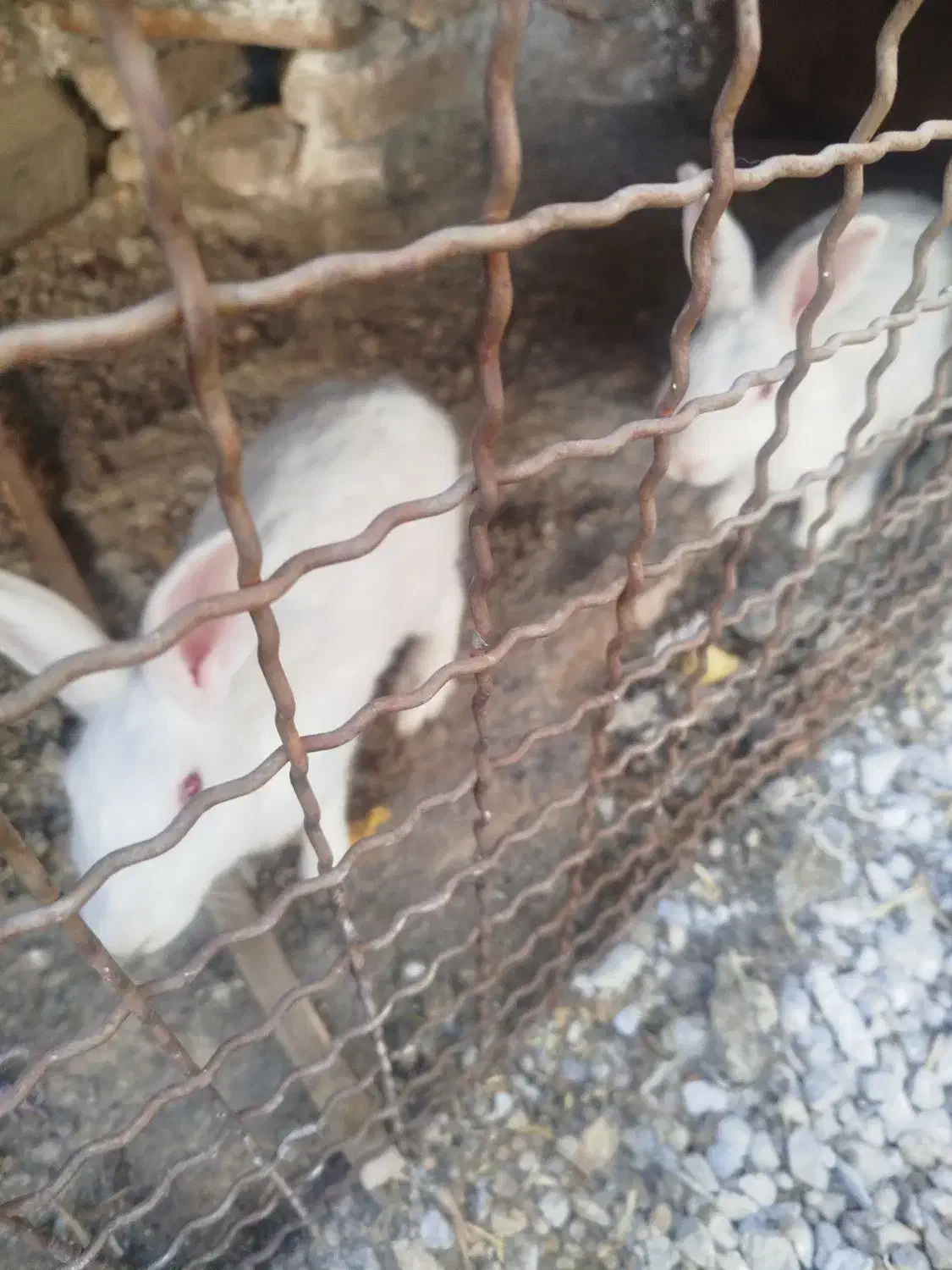 خرگوش نر بالغ .۱۲۰|موش و خرگوش|جلین, |دیوار