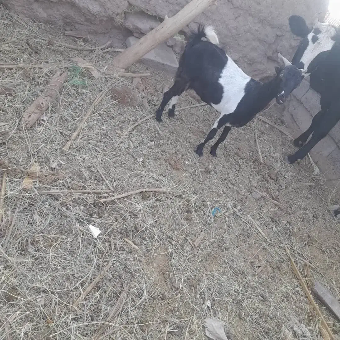 واگذاری بوز اوستن سر مای|حیوانات مزرعه|گنبکی, |دیوار