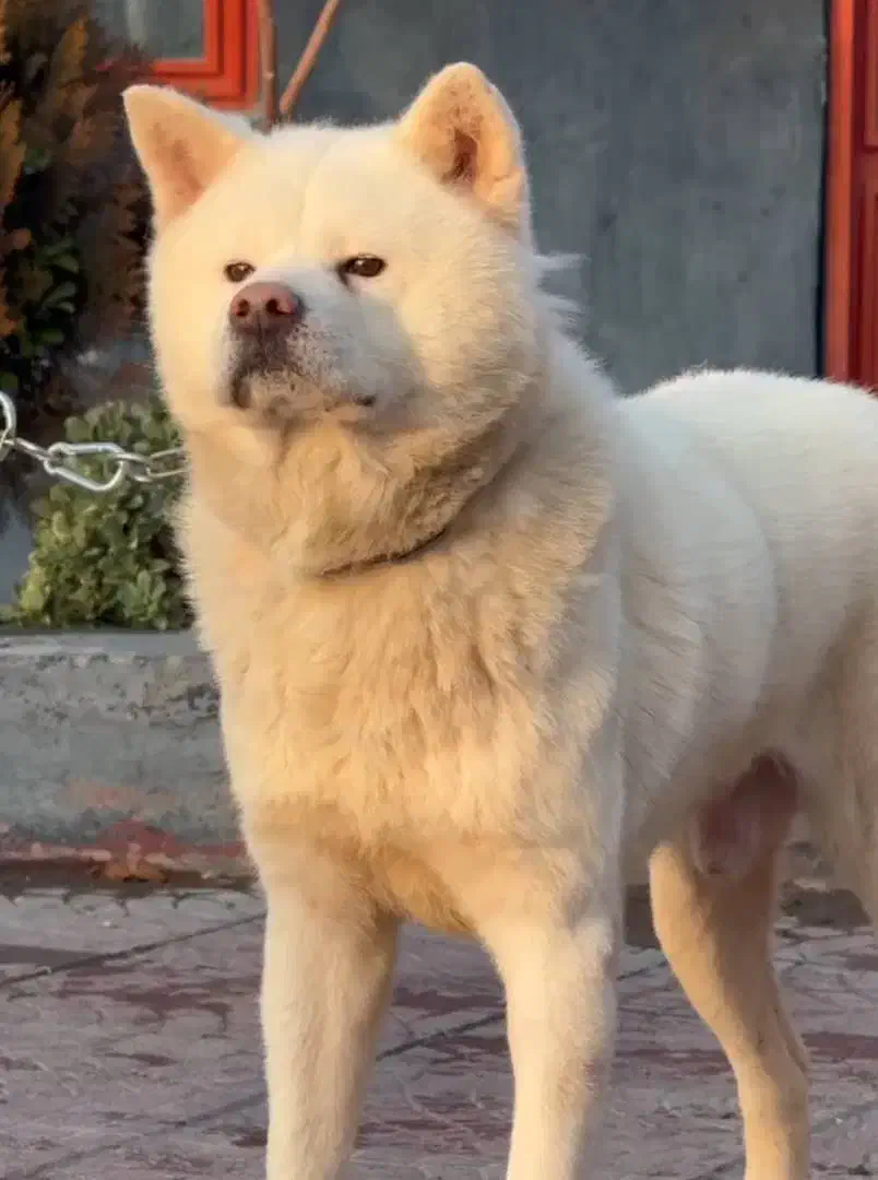 اکیتا|سگ|بومهن, |دیوار