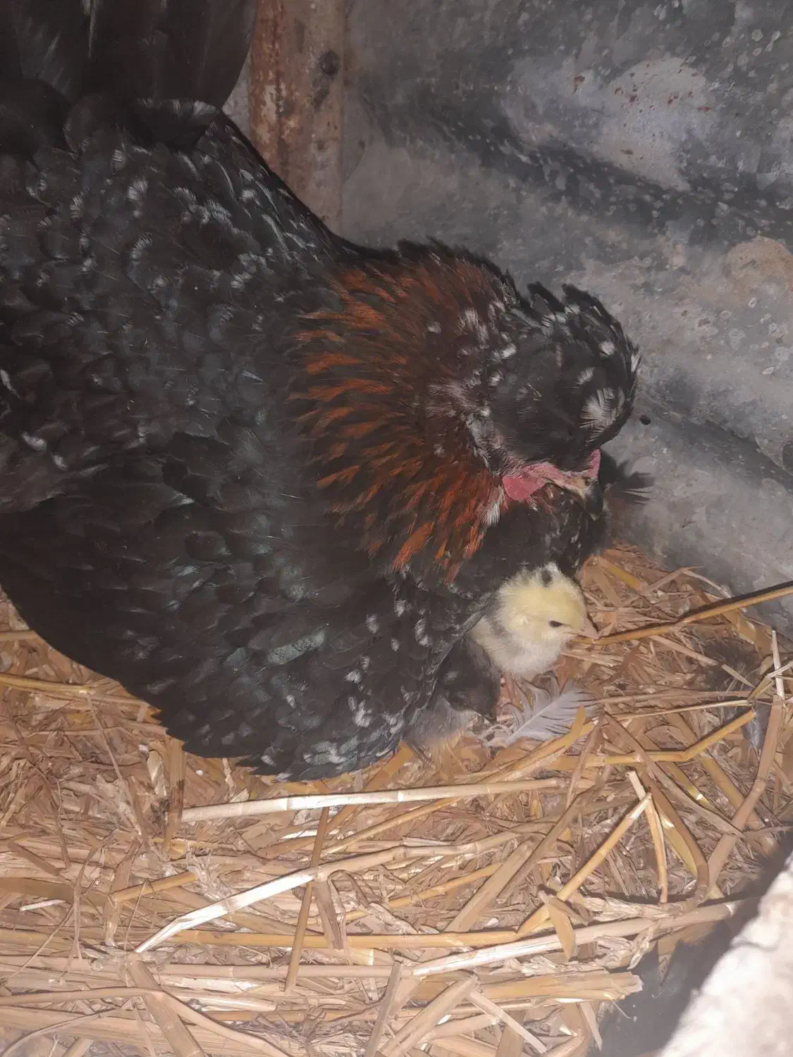 جوجه گلین لری|حیوانات مزرعه|سرخنکلاته, |دیوار