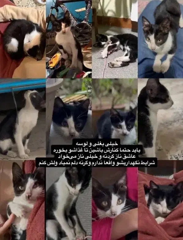 گربه dsh|گربه|رشت, دیلمان|دیوار