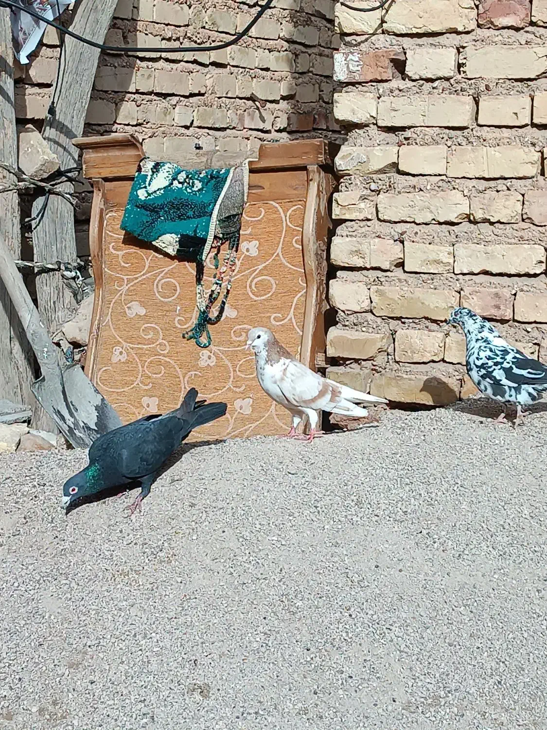 کفتر|حراج|فسا, |دیوار