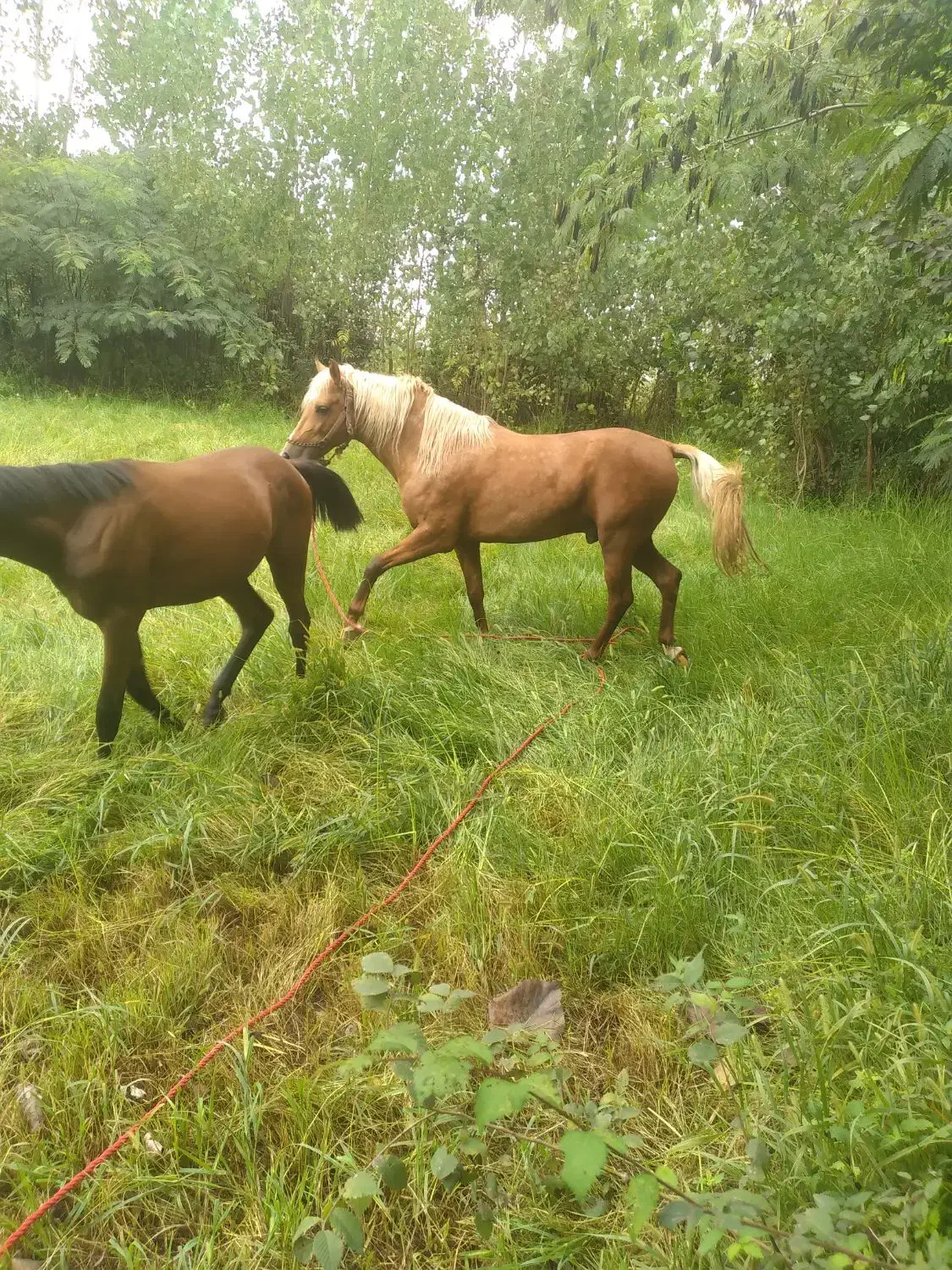 اسب وتجهیزات اسب سواری|اسب و تجهیزات اسبسواری|رودبنه, |دیوار