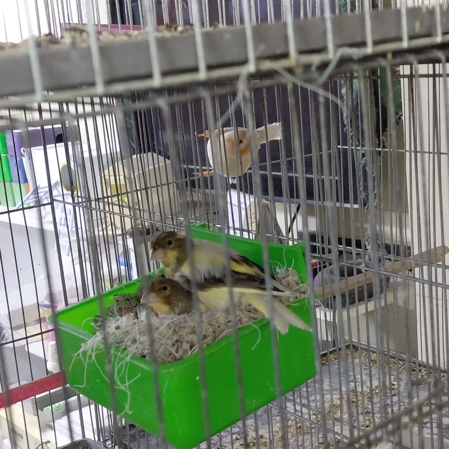 قناری تک و جفت|پرنده|شاهدشهر, |دیوار