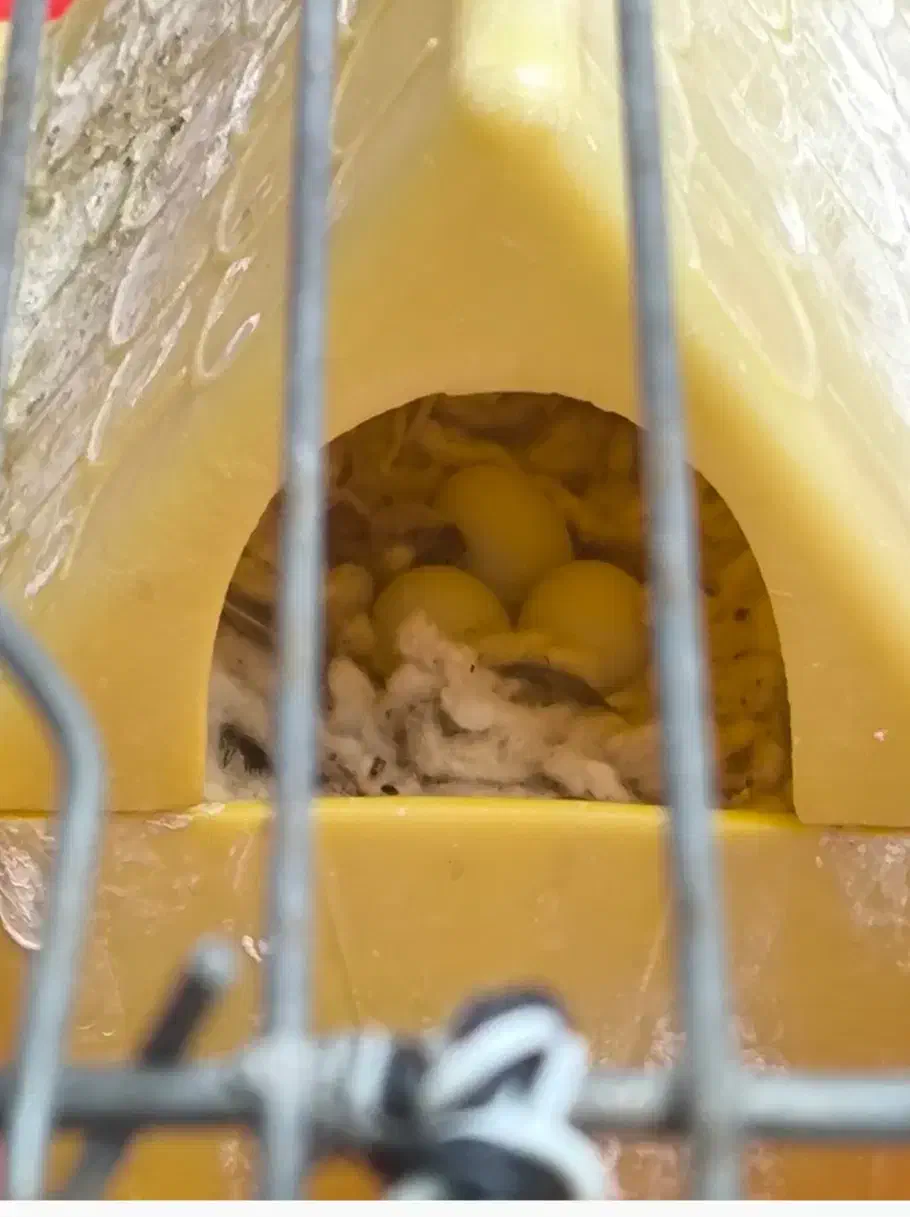 فنچ مولد همراه با تخم|پرنده|فولادشهر, B2|دیوار