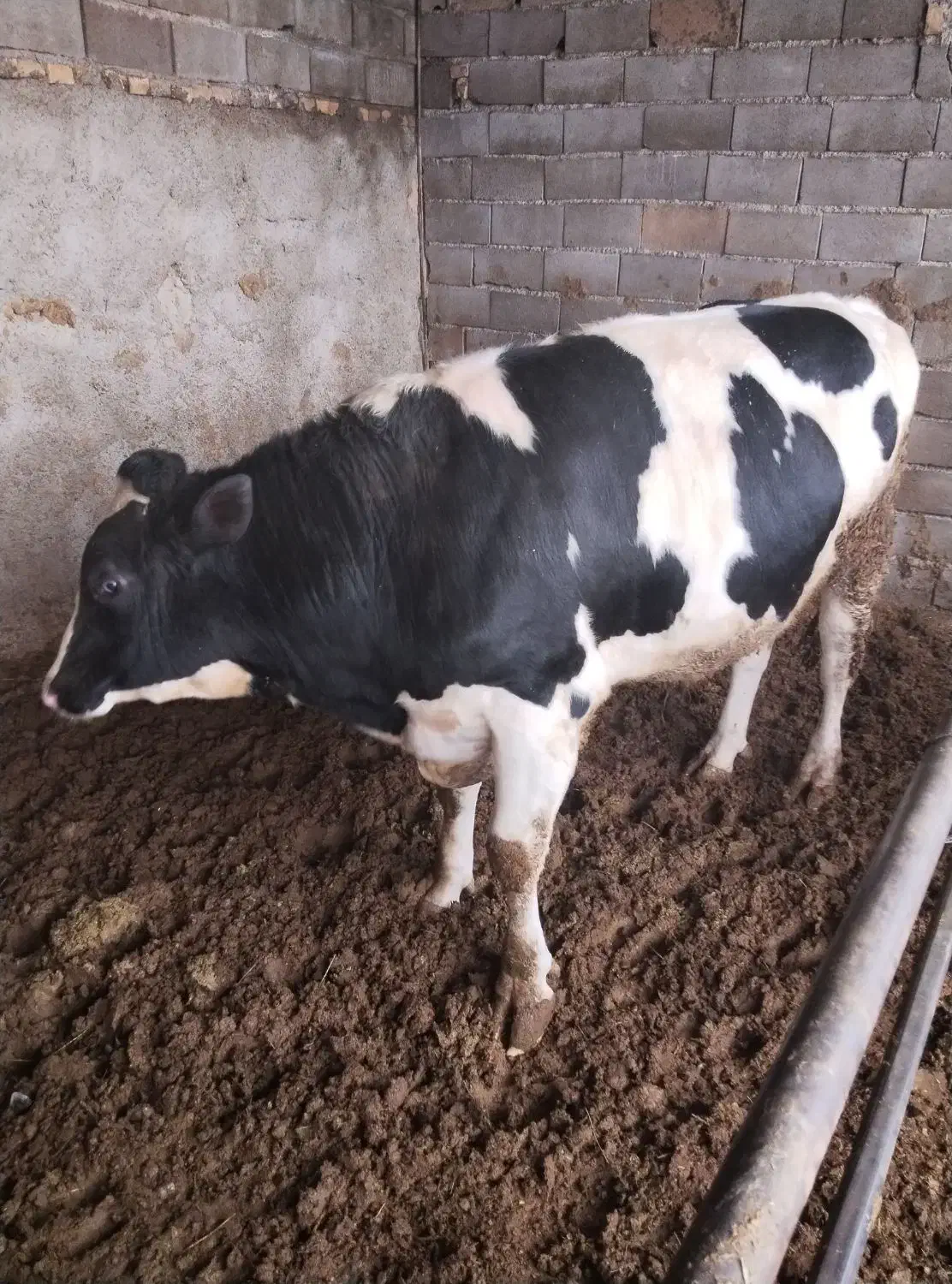 گوساله نر|حیوانات مزرعه|اسفراین, |دیوار