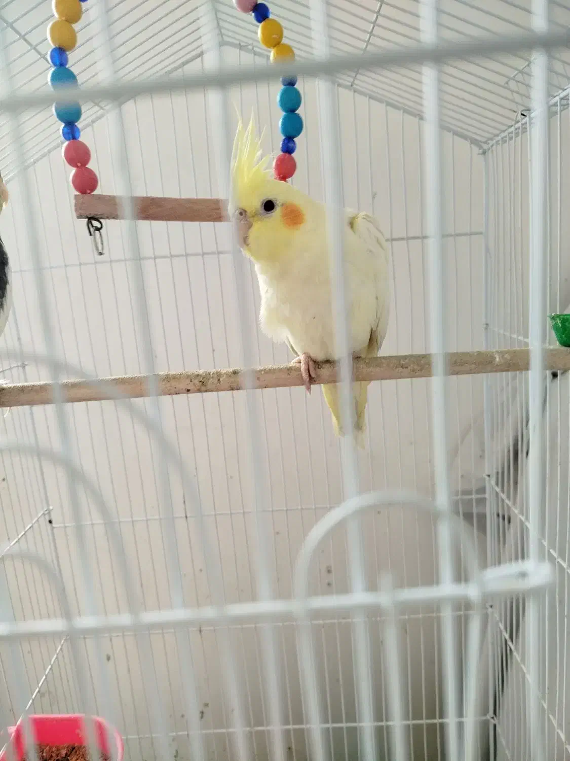 عروس هلندی|پرنده|لاهیجان, کوه بیجار|دیوار