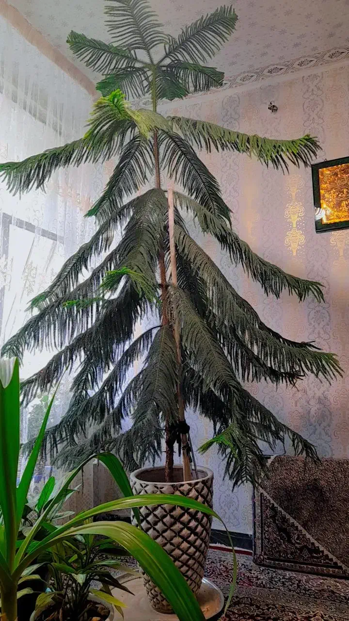 گل طبیعی|گل و گیاه طبیعی|ملایر, |دیوار