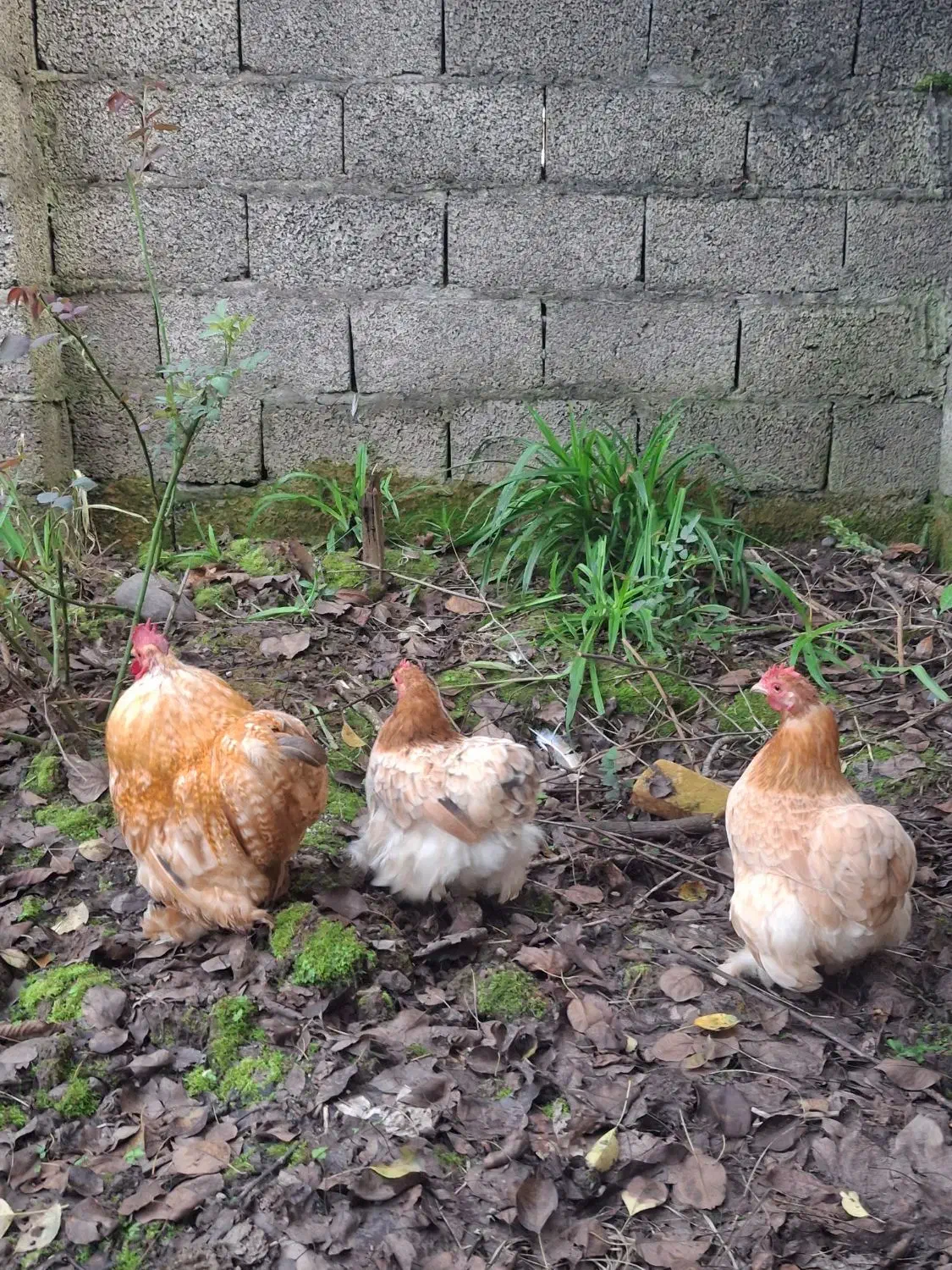 مرغ و خروس کوشین|حیوانات مزرعه|رشت, پاستوریزه|دیوار