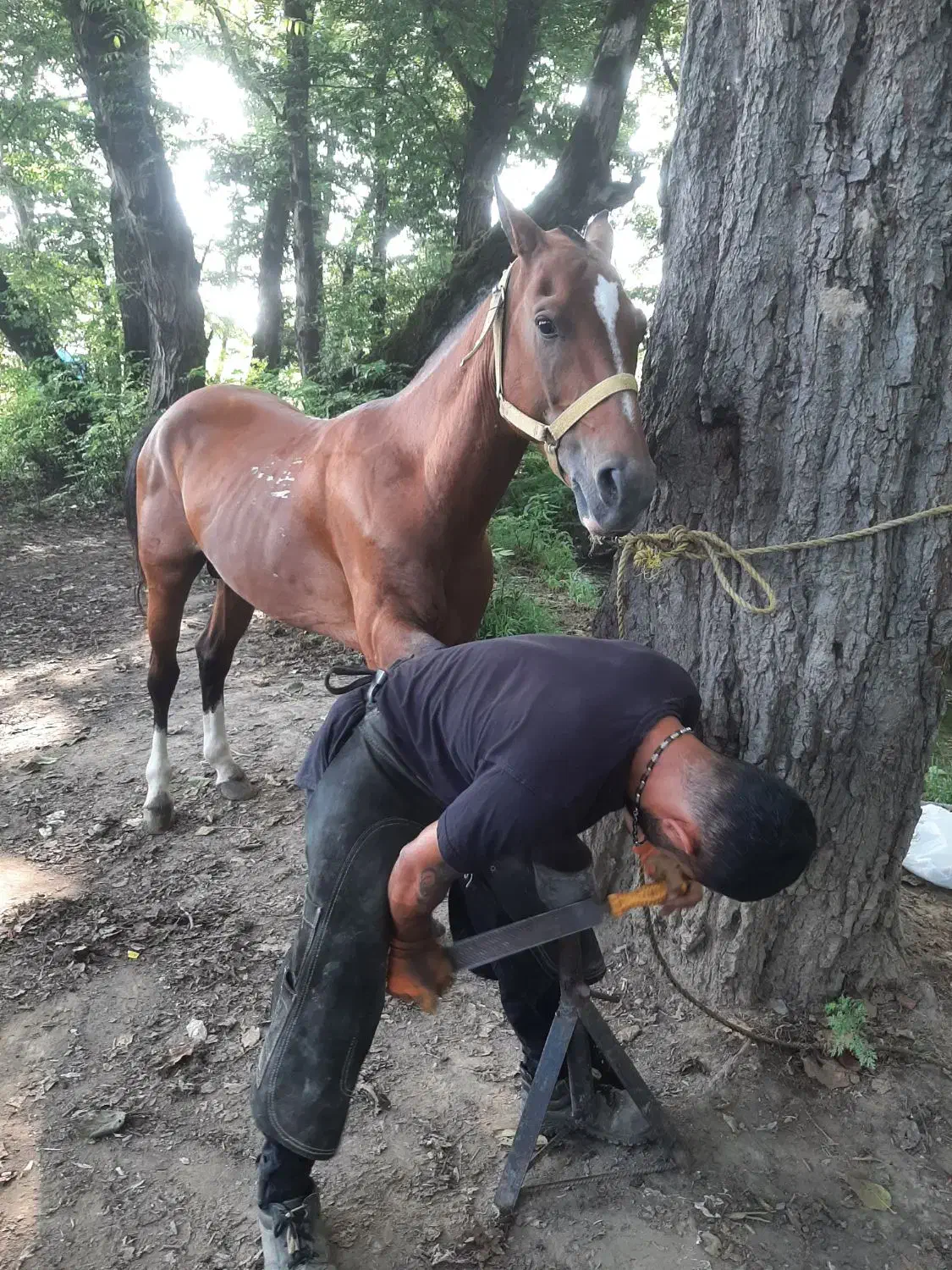 اسب محلی 8 سال|اسب و تجهیزات اسب‌سواری|ماسال, |دیوار