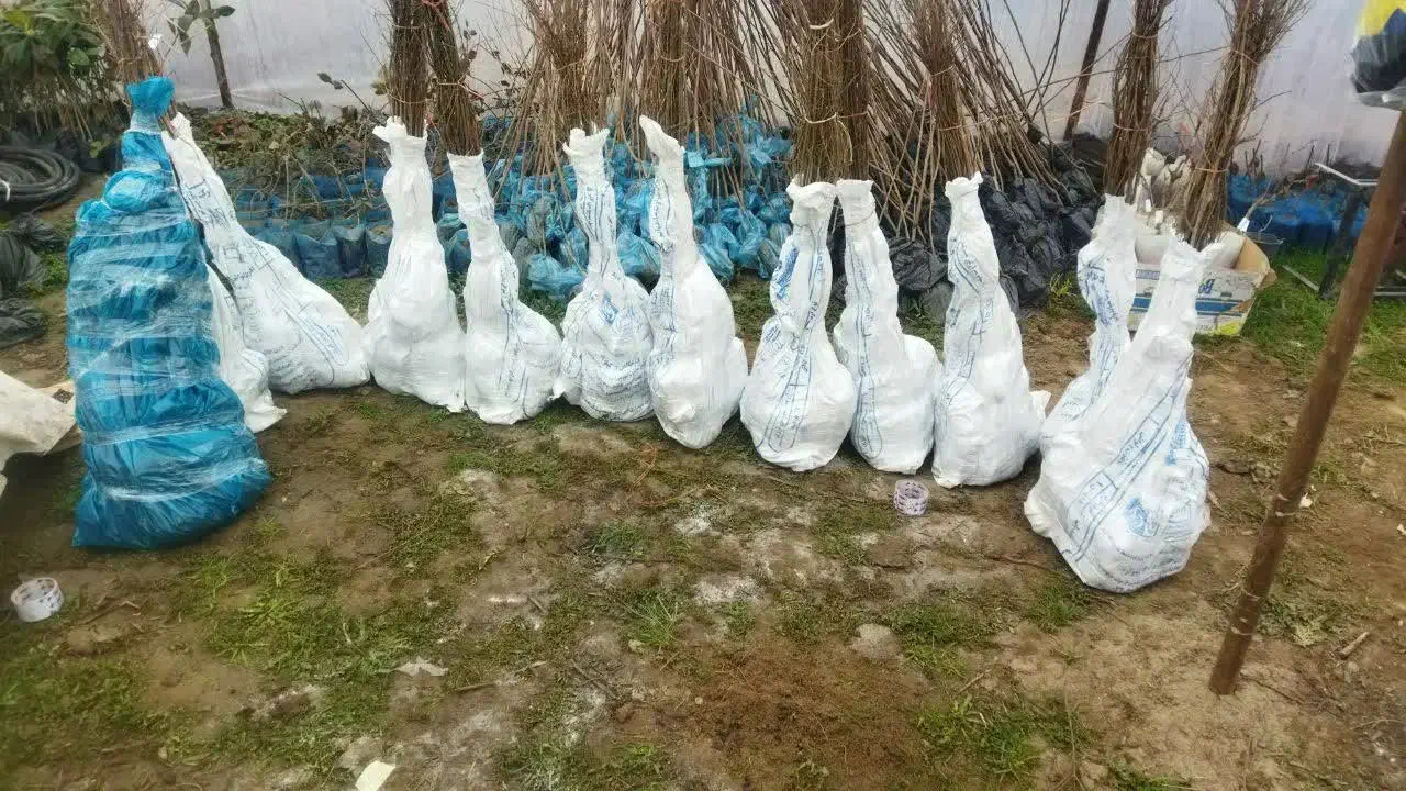 ارائه و توزیع نهال کبوده|خدمات باغبانی و درختکاری|رامجین, |دیوار