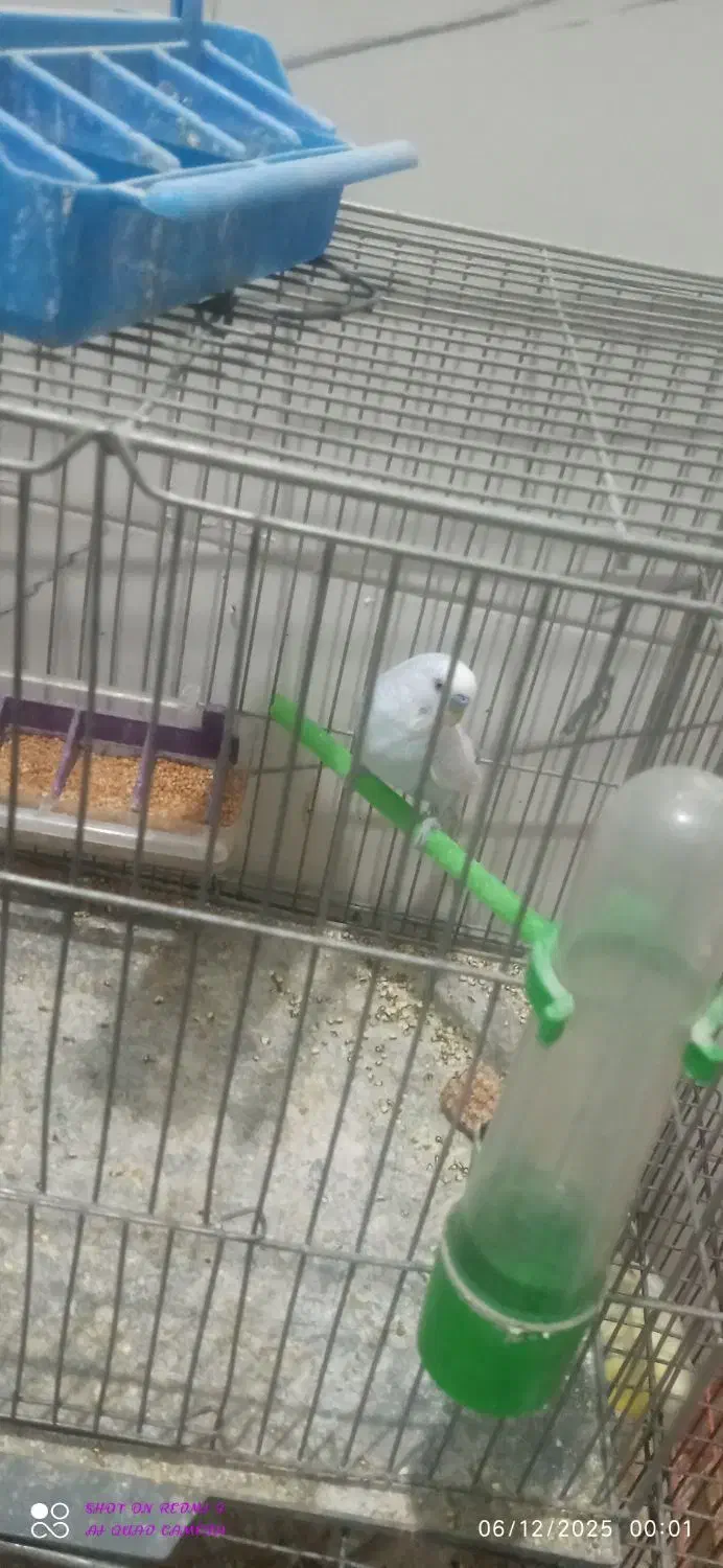 پرنده مرغ عشق تنها|پرنده|داران, |دیوار