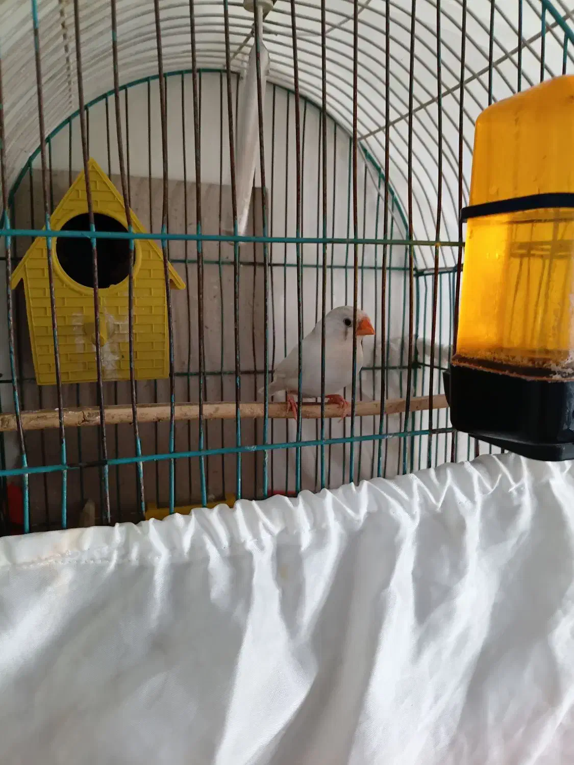 فنچ|پرنده|تهران, مشیریه|دیوار