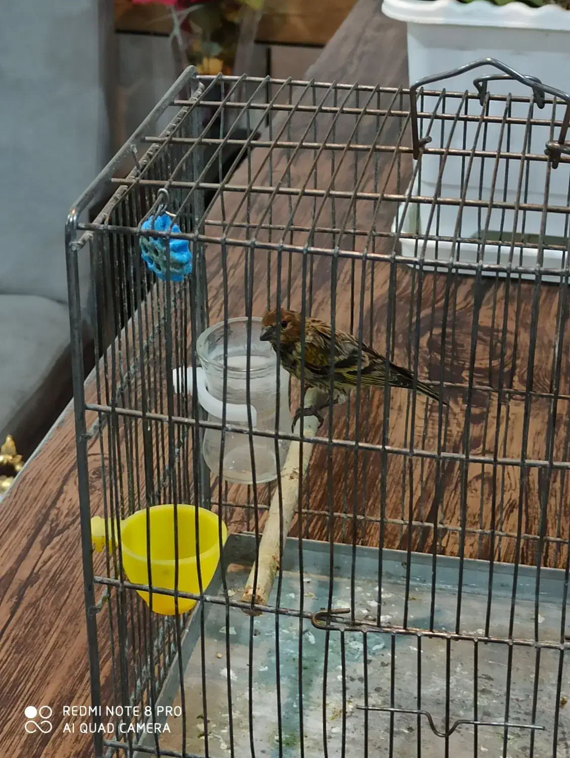 چند گلبسر نر حلقه پا درشت و کشیده بخون دهن سهره|پرنده|الیگودرز, |دیوار