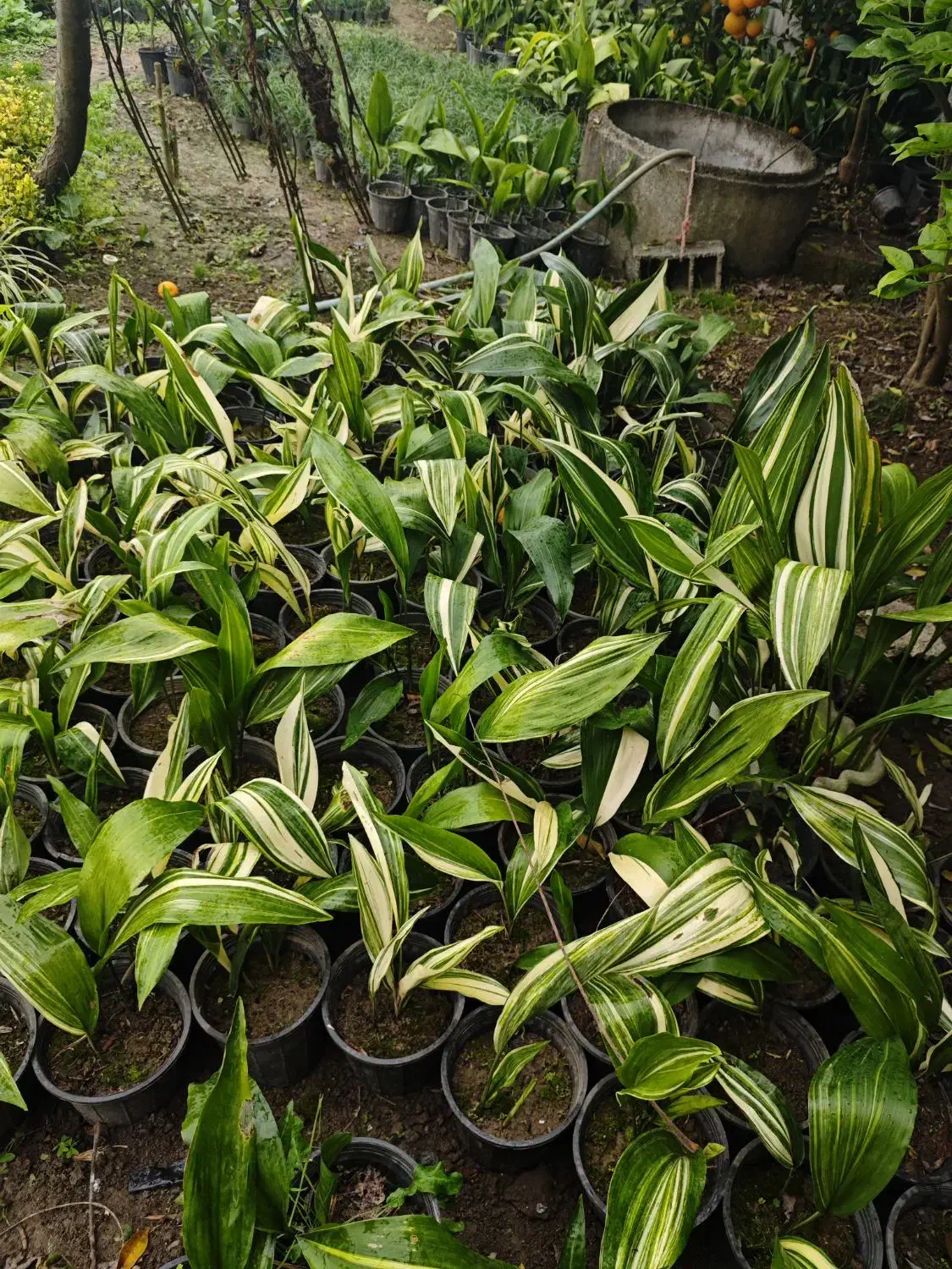 انواع گل های باغچه|گل و گیاه طبیعی|کتالم و سادات شهر, |دیوار