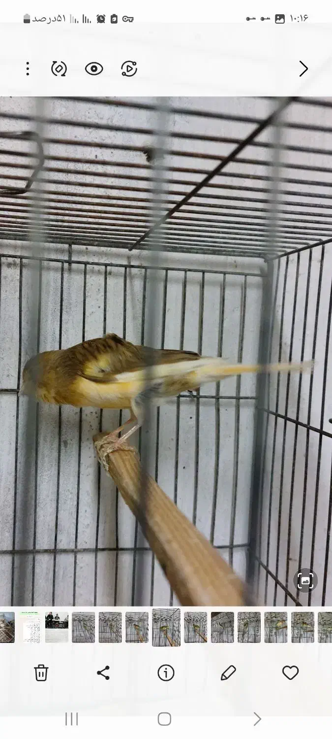 قناری ماده آماده دوعدد|پرنده|بندر انزلی, خوش پیک|دیوار