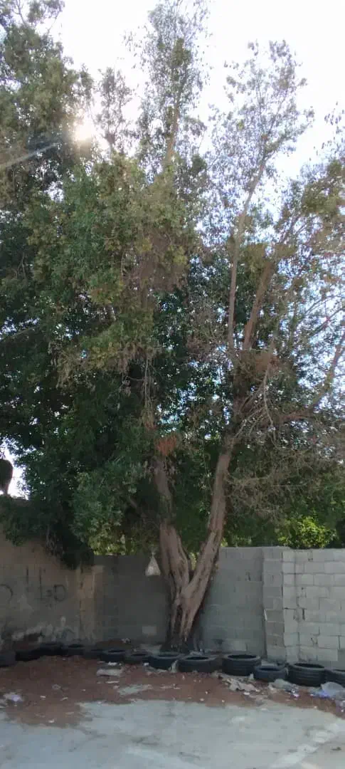 قطع نخل و درخت با خرید چوب درخت|خدمات باغبانی و درختکاری|بندر دیر, |دیوار