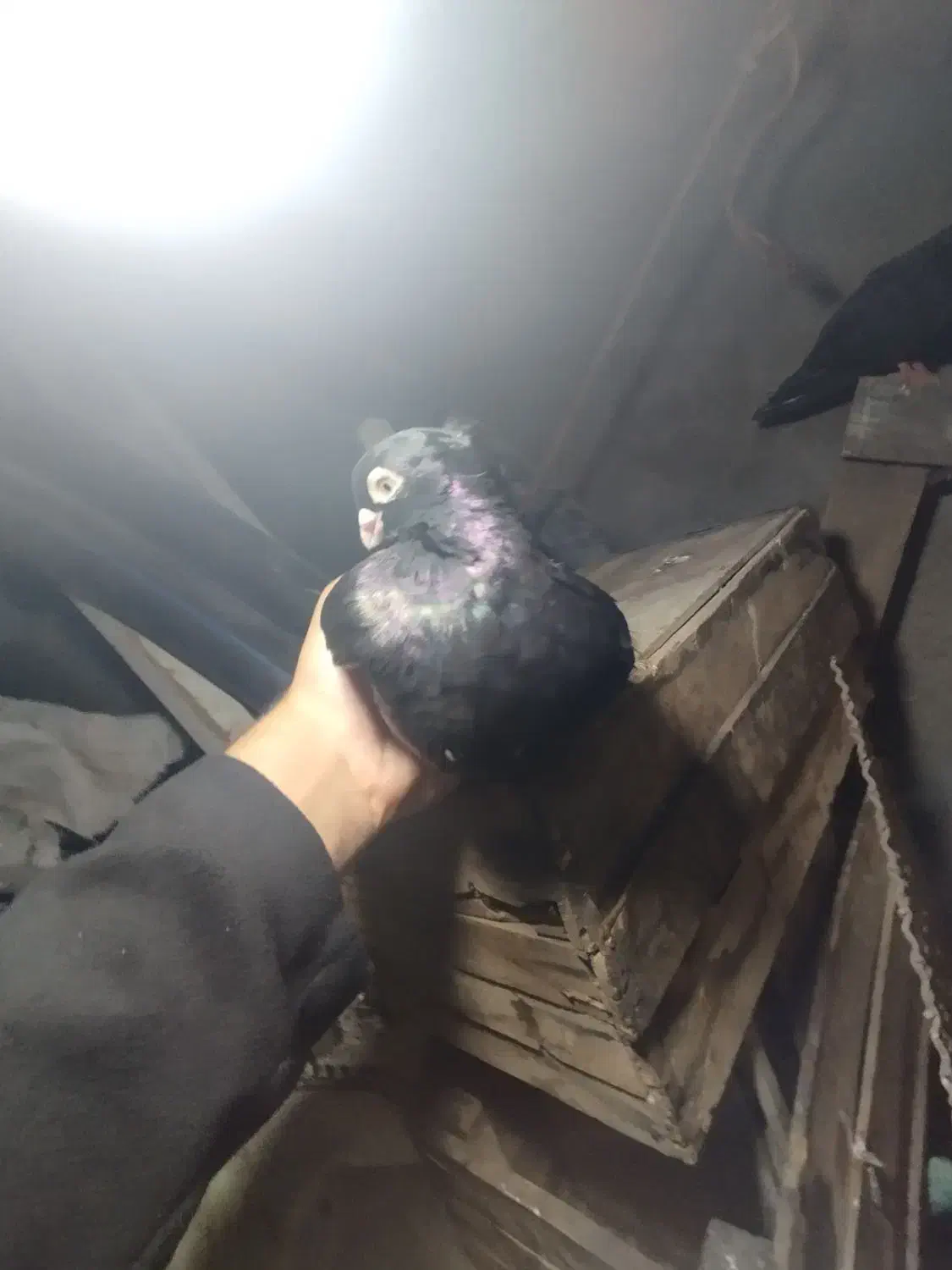 جفت صرب|پرنده|شادگان, |دیوار