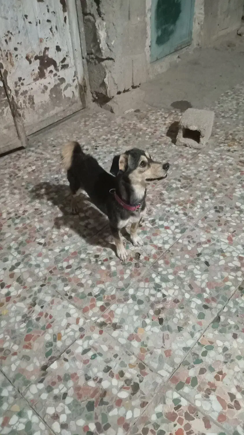 فروش یک عدد سگ پاکوتاه آدرس بستک|سگ|بستک, |دیوار