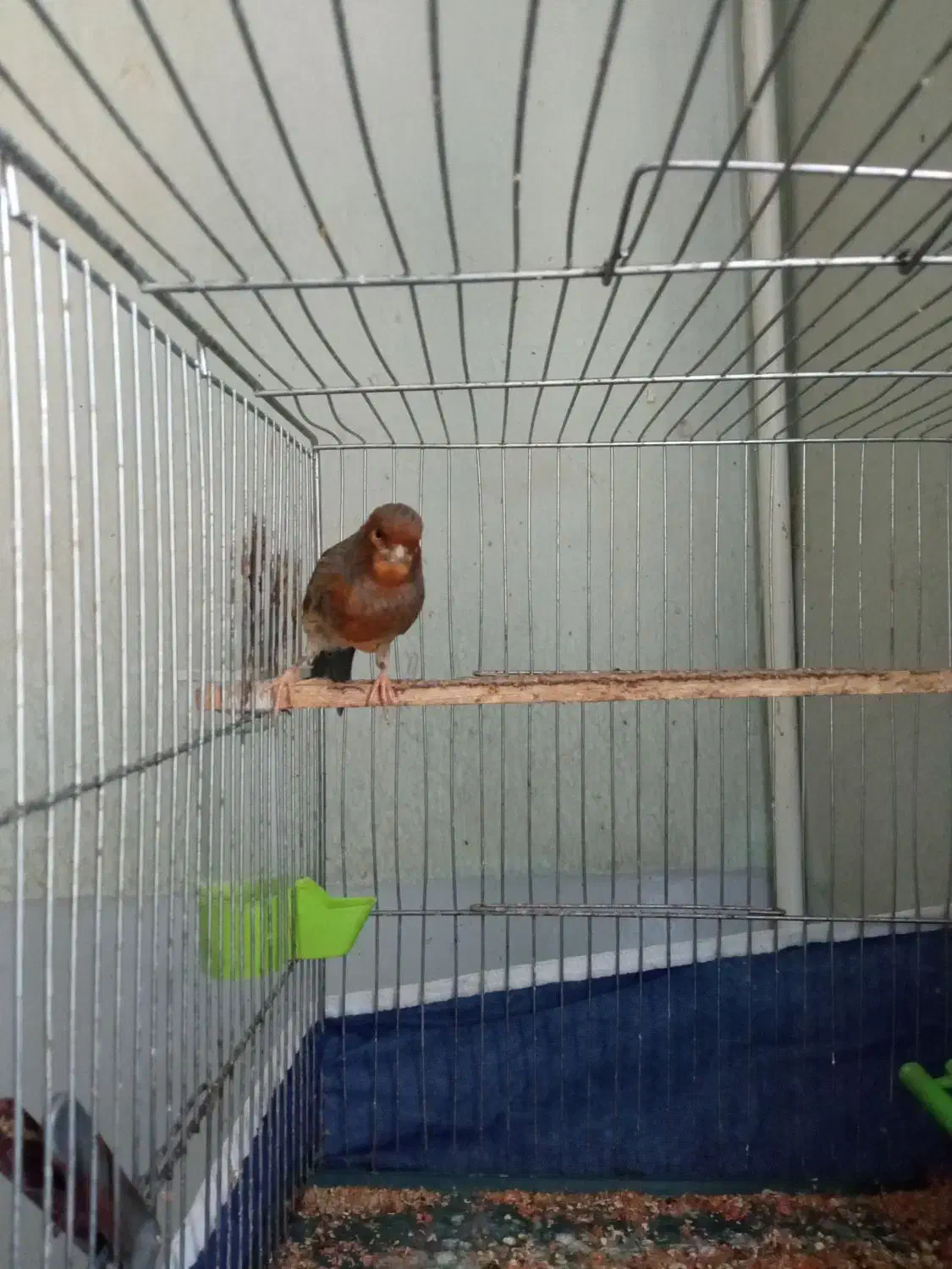 قناری یکساله|پرنده|کرمان, |دیوار