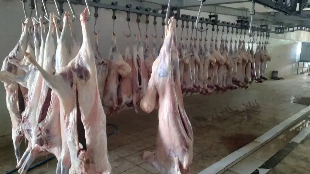 گوشت گوسفندی ازکیلوی ۵۰۰تمن به بالا|خوردنی و آشامیدنی|دهدشت, |دیوار