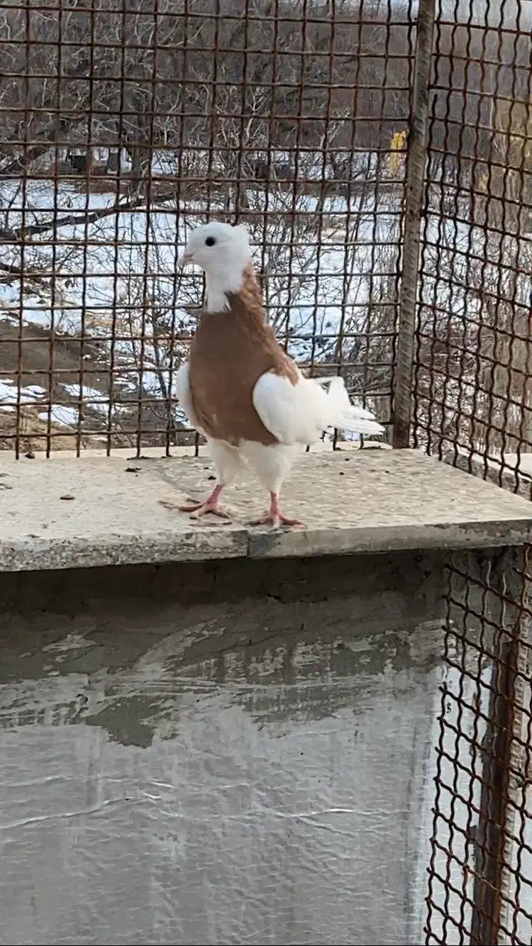 طوقی زرد خالسیاه و زیره ای|پرنده|همدان, |دیوار