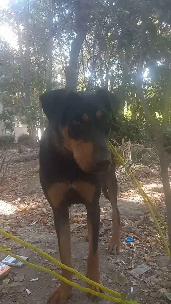 سگ دوبر من|سگ|چهاردانگه (تهران), |دیوار