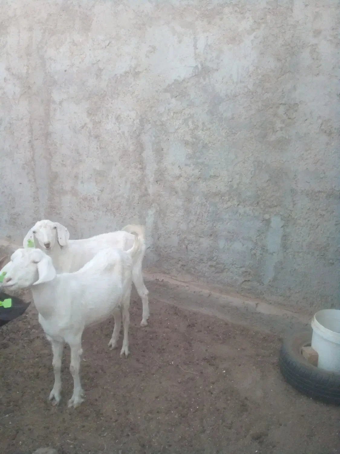 بز از نژاد چهارقلو|حیوانات مزرعه|اردکان, |دیوار