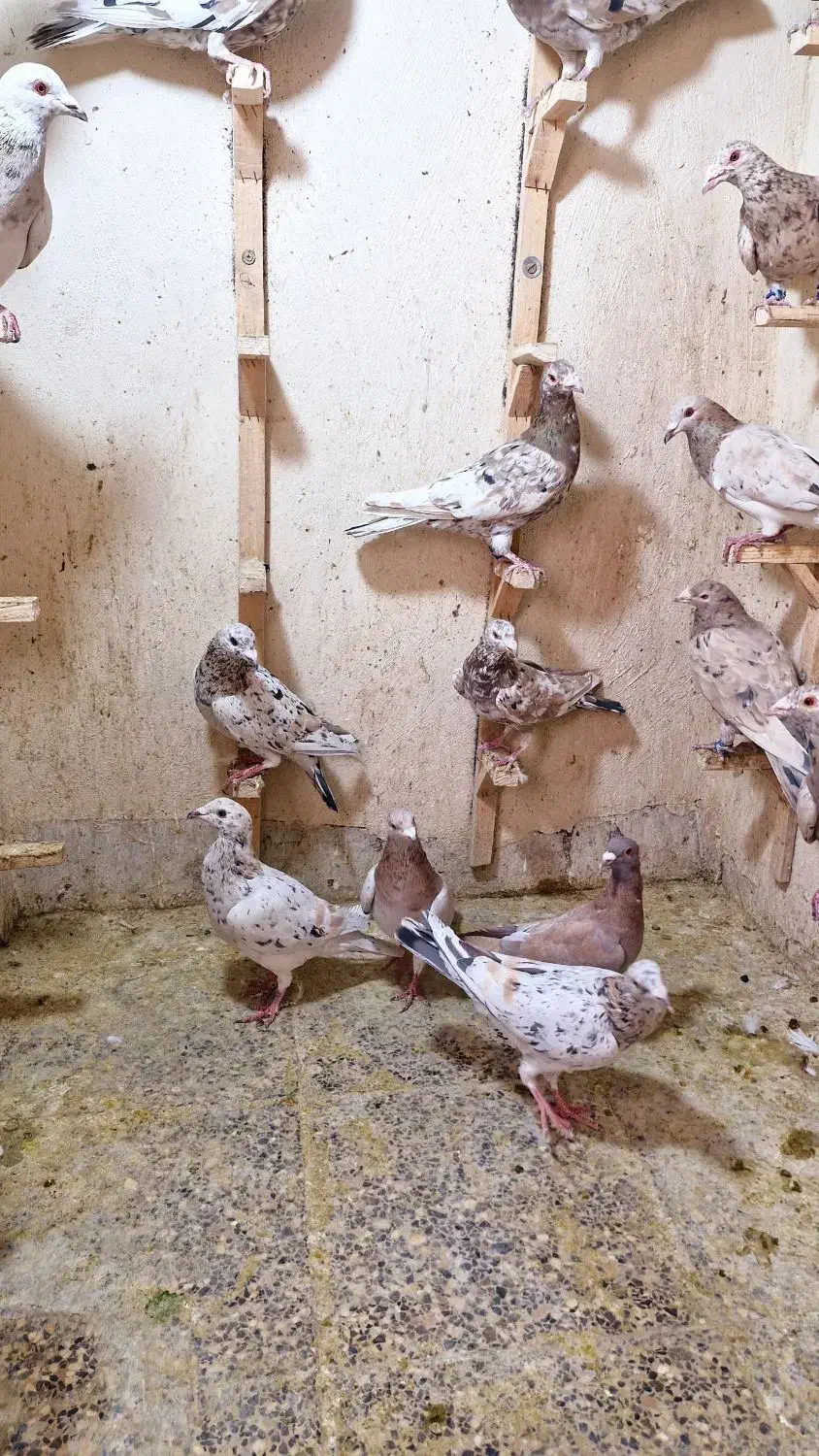 کبوتر سرور دورگ. کله سفید. خوشرنگ. چپ خوشرنگ هوایی|پرنده|لنجان, |دیوار