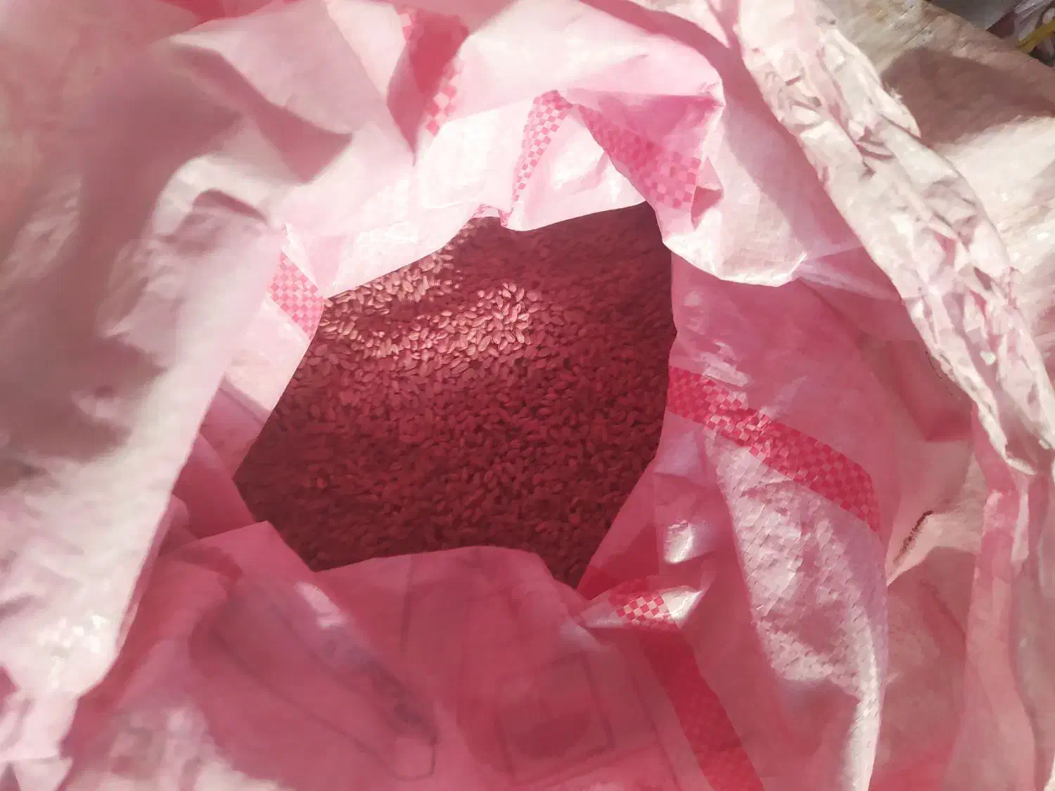 گندم پیشگام|عمدهفروشی|کرمانشاه, |دیوار