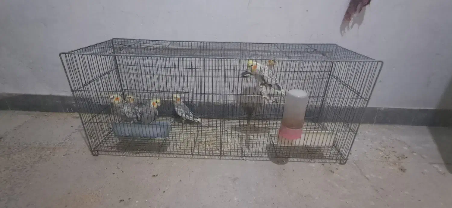 500000|پرنده|ماهدشت, |دیوار