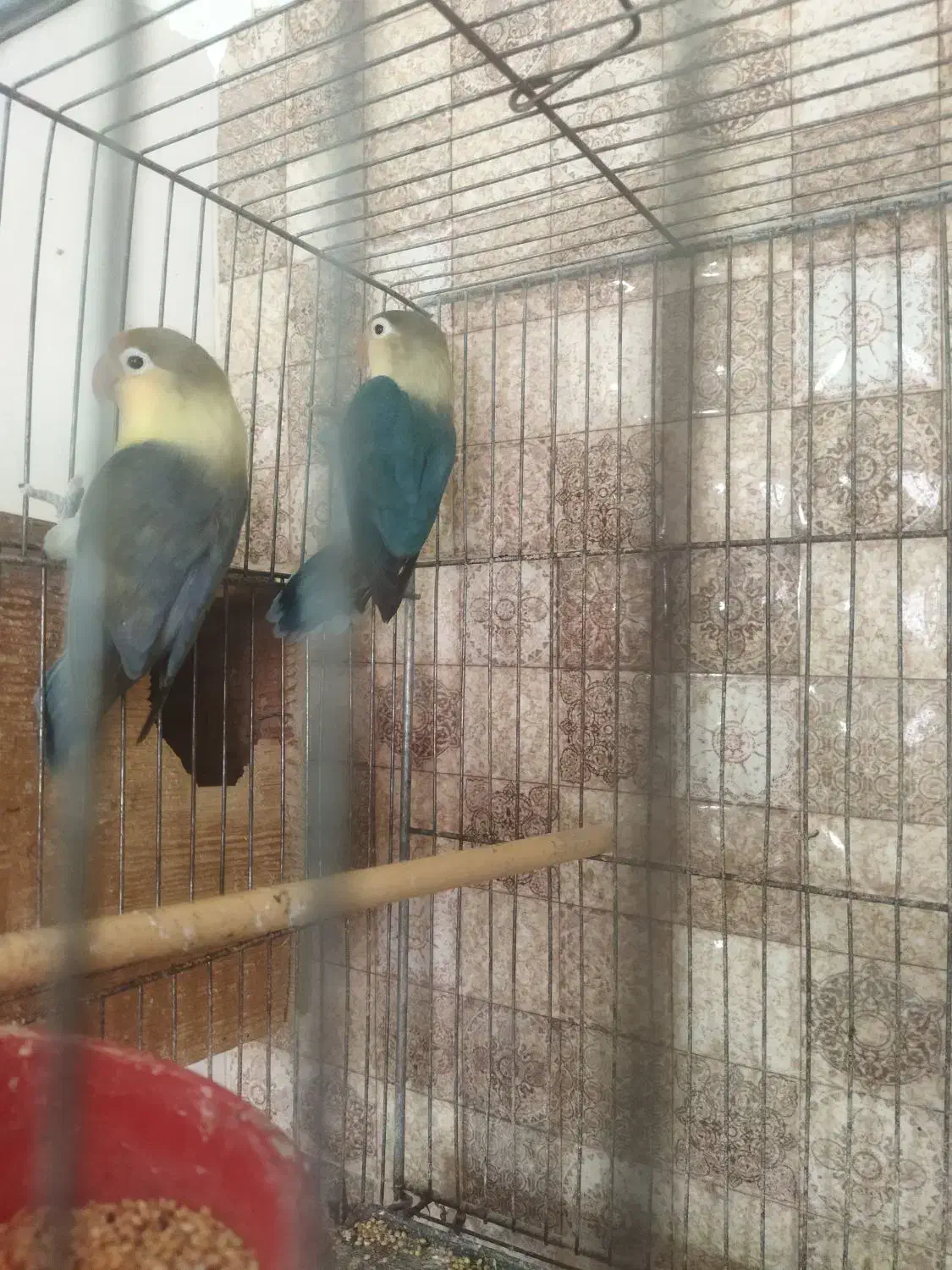 مولد کار داده طوطی برزیلی|پرنده|شاهرود, |دیوار