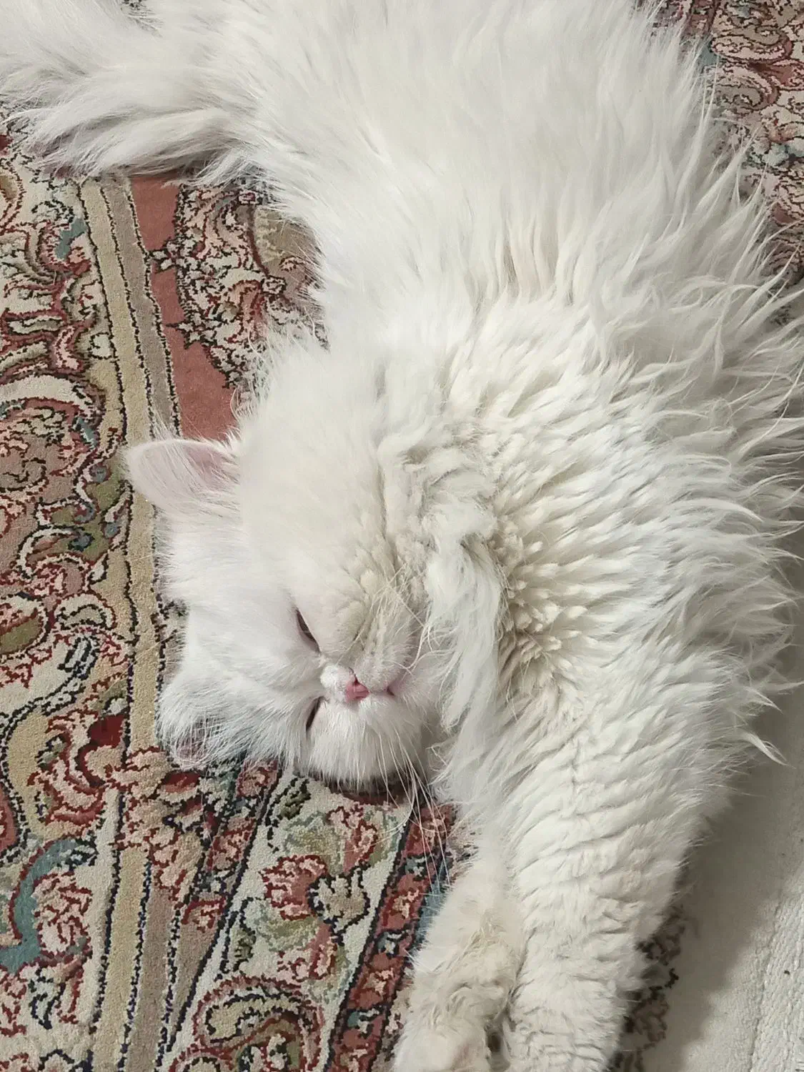 پرشین نر جهت جفگیری|گربه|سنندج, |دیوار