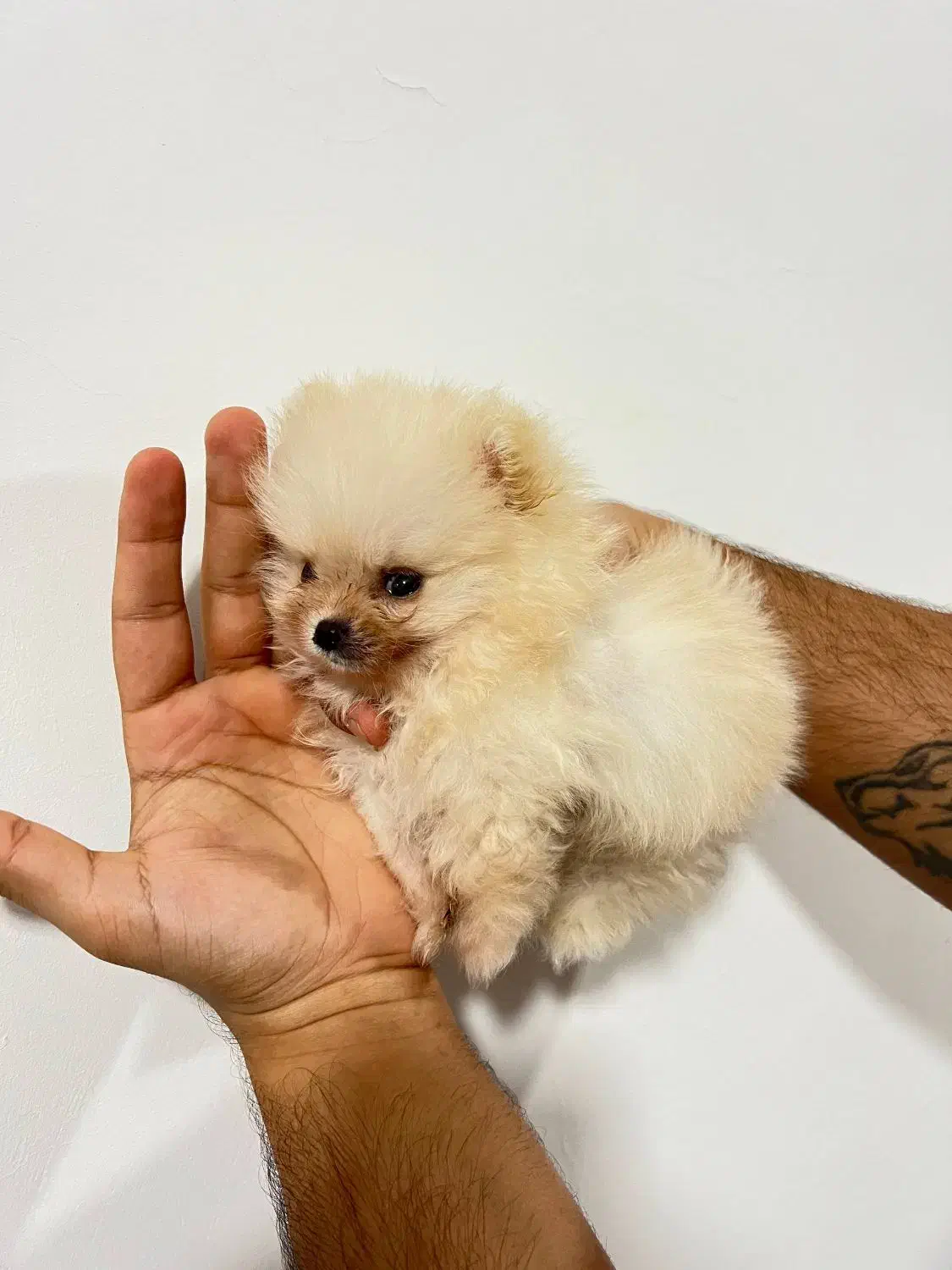 پامر سایز ریز (مینیاتوری)  ، ۲ سر خرسی|سگ|بندر انزلی, لاله|دیوار