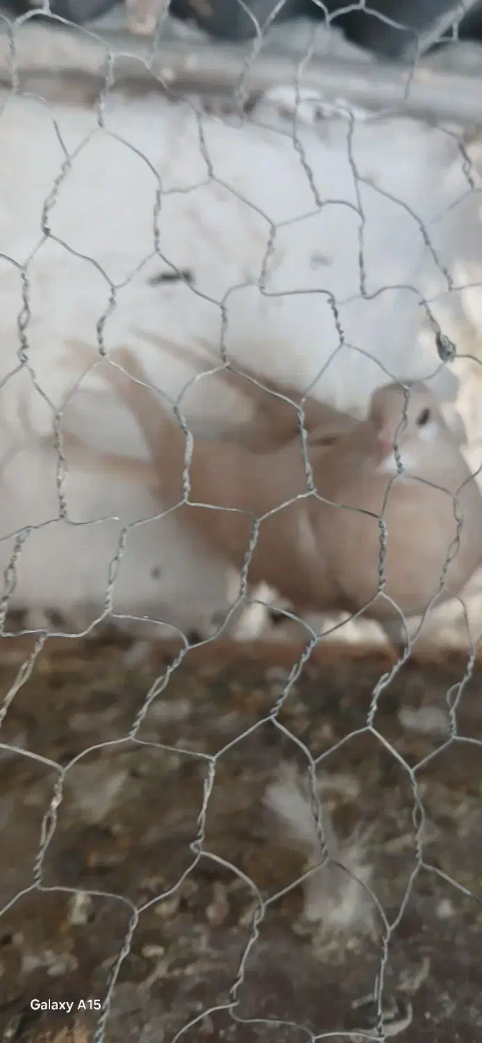 مفلق دمگیر زرد وسرخ آفتاب نخورده|پرنده|خمینی‌شهر, |دیوار