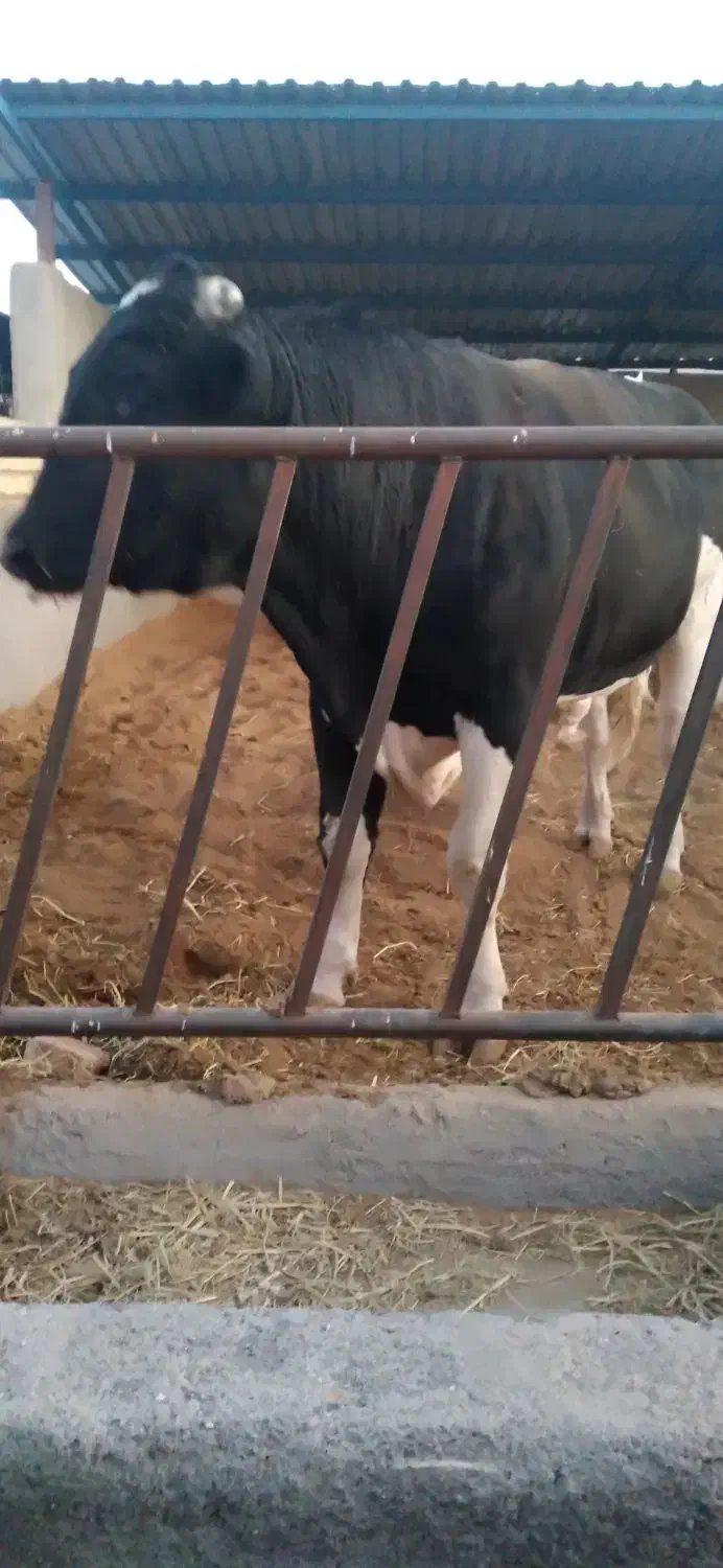 فروش نر گاو چاق وتلیسه|حیوانات مزرعه|بیرجند, |دیوار