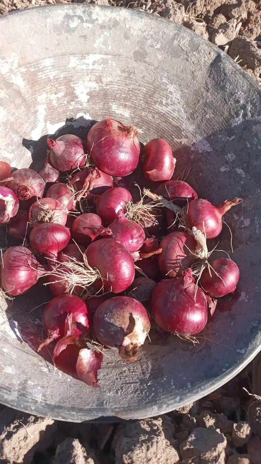 پیاز بنابی خوشرنگ اطراف حمیل|خوردنی و آشامیدنی|حمیل, |دیوار