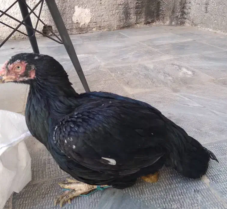 توافقی|حیوانات|نجف‌آباد, ویلاشهر|دیوار