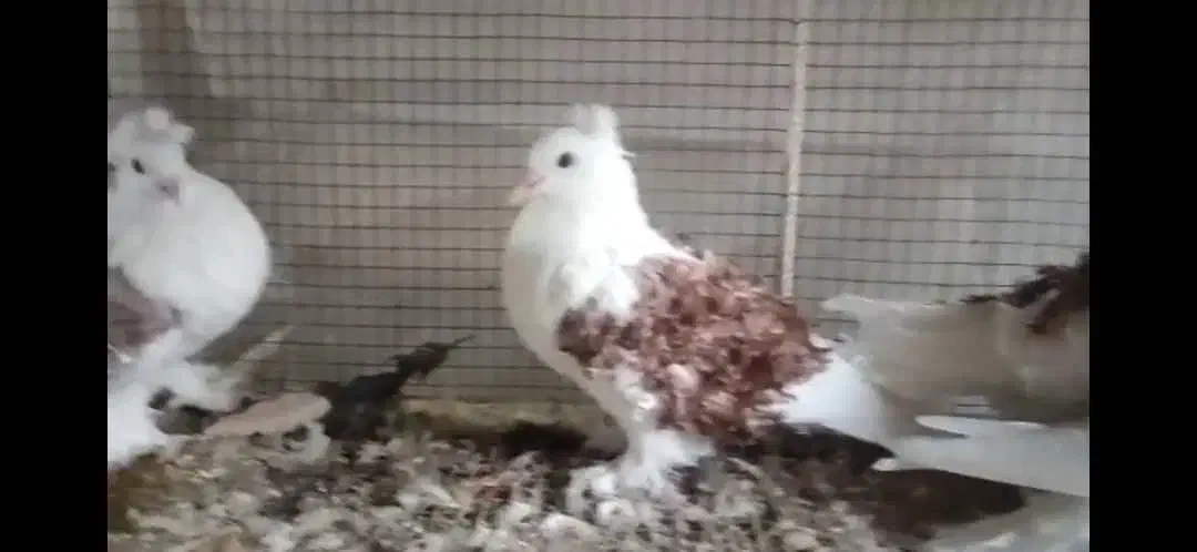 کبوتر زینتی جکسون|پرنده|بهشهر, |دیوار